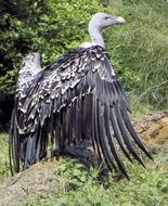 picture of the Vulture in the wildlife