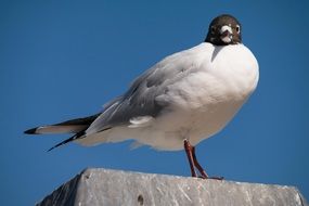 watching seagull