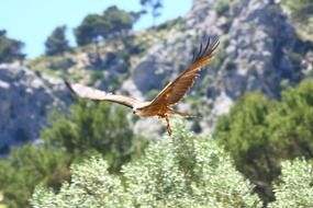 bird of prey flying over the trees