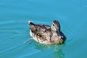 cute Mallard duck swims
