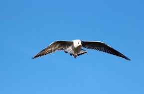 photo of seagull in flight