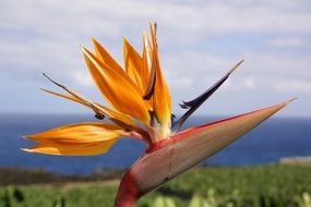 photo of bird of paradise flower