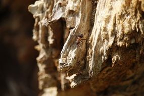 Big red ant on the tree
