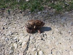 Toads Pairing