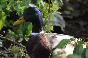 Wild Ducks in nature