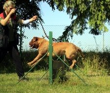 training of a bordeaux mastiff outdoor