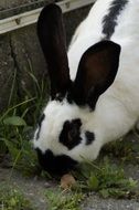 black and white cuddly rabbit
