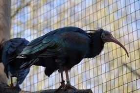 black bird with a long beak in a cage close-up on blurred background