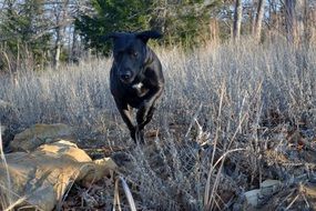 black labrador runs through the autumn field