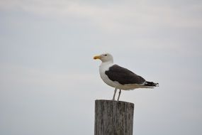 sea ââgull on a log on a cloudy day