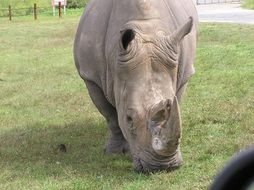 grazing Rhino on fenced lawn