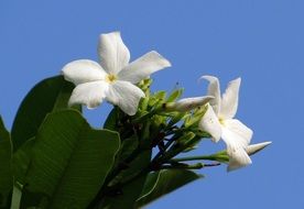 flowering sea mango