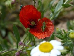 astounding Green Grasshopperon red poppy