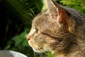 profile portrait of a domestic tomcat