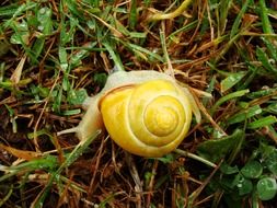 Snail with Yellow Spiral shell on grass