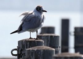 astounding Bird Sitting