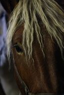 horse head with mane close up