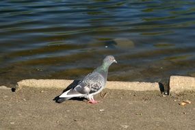 Pigeon bird near the pond