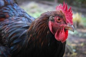 brown Chicken head close up