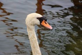 head of white swan bird