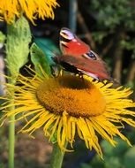 butterfly on the yellow flower in summertime