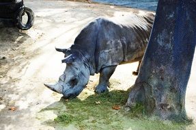 Rhino on a safari in Africa