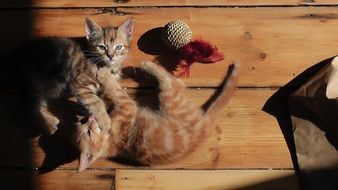 playful red kittens