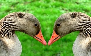 portrait of a greylag goose