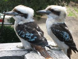 Kookaburra Birds Couple Fauna