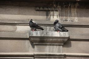 two pigeons on wall projection