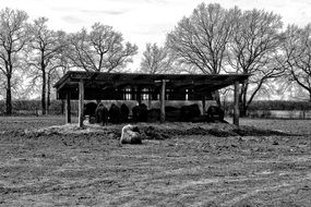 Shelter Buffalo black white photo