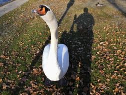 swan stretching neck