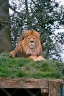 stunningly beautiful Lion in Zoo