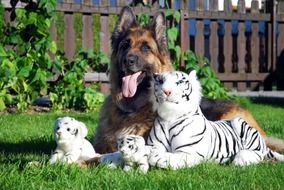 Dog German and toy white tiger