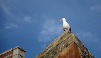 belasica on the edge of the roof