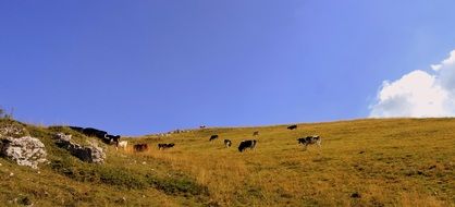 grazing cows in mountains