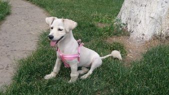 deliciously beautiful Cute White Dog