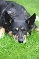 Mixed Breed bored Dog lying in grass