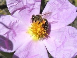 small bee collects nectar