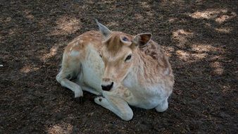 little deer is lying on the ground