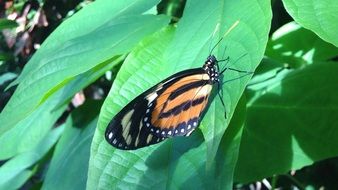 Butterfly Jungle Nature