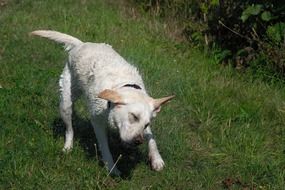 shaking wet labrador