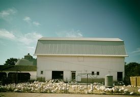 lot of Turkeys on Farm, usa, illinois