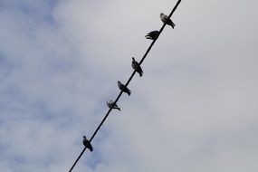 Pigeons on Power Line