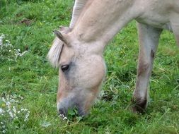 light horse eats grass