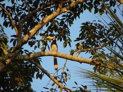 hornbill on a tree