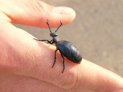 closeup picture of black beetle on a man's hand