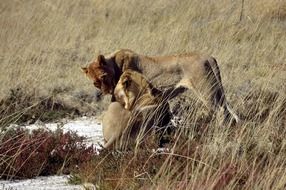 Lion Safari