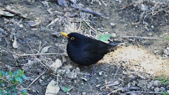 thrush in spring