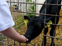 feeding black calf